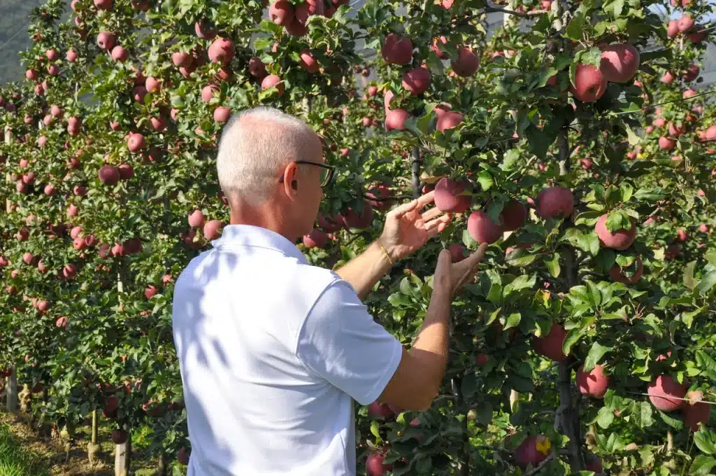About Us - Jürgen inspiziert einen Apfel